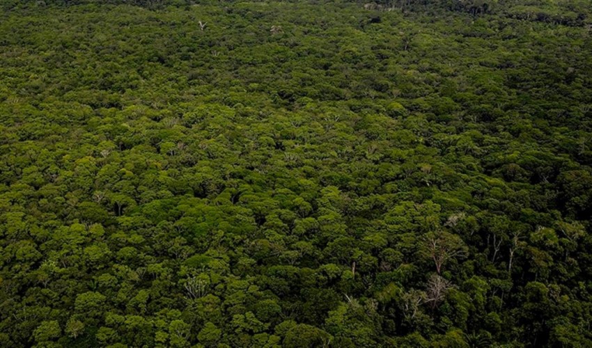 Amazon Ormanları'yla ilgili korkutan araştırma! '2050 yılına kadar...'