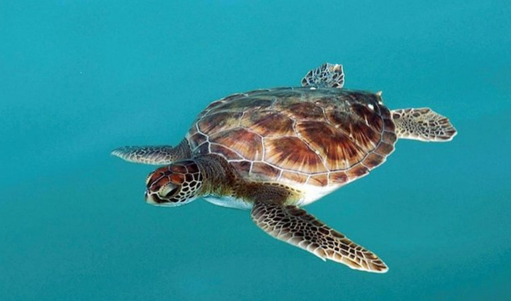 Kızıldeniz'de yaşamını sürdüren deniz kaplumbağaları böyle görüntülendi