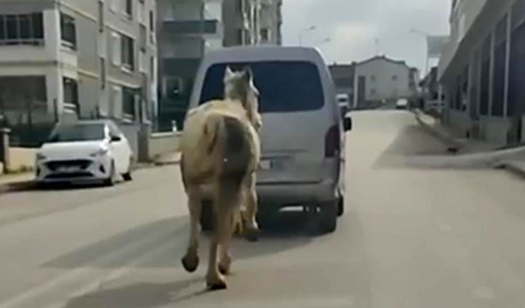 Tepki çeken görüntü: Bursa'da bir kişi atı aracın arkasına bağlayıp koşturdu!