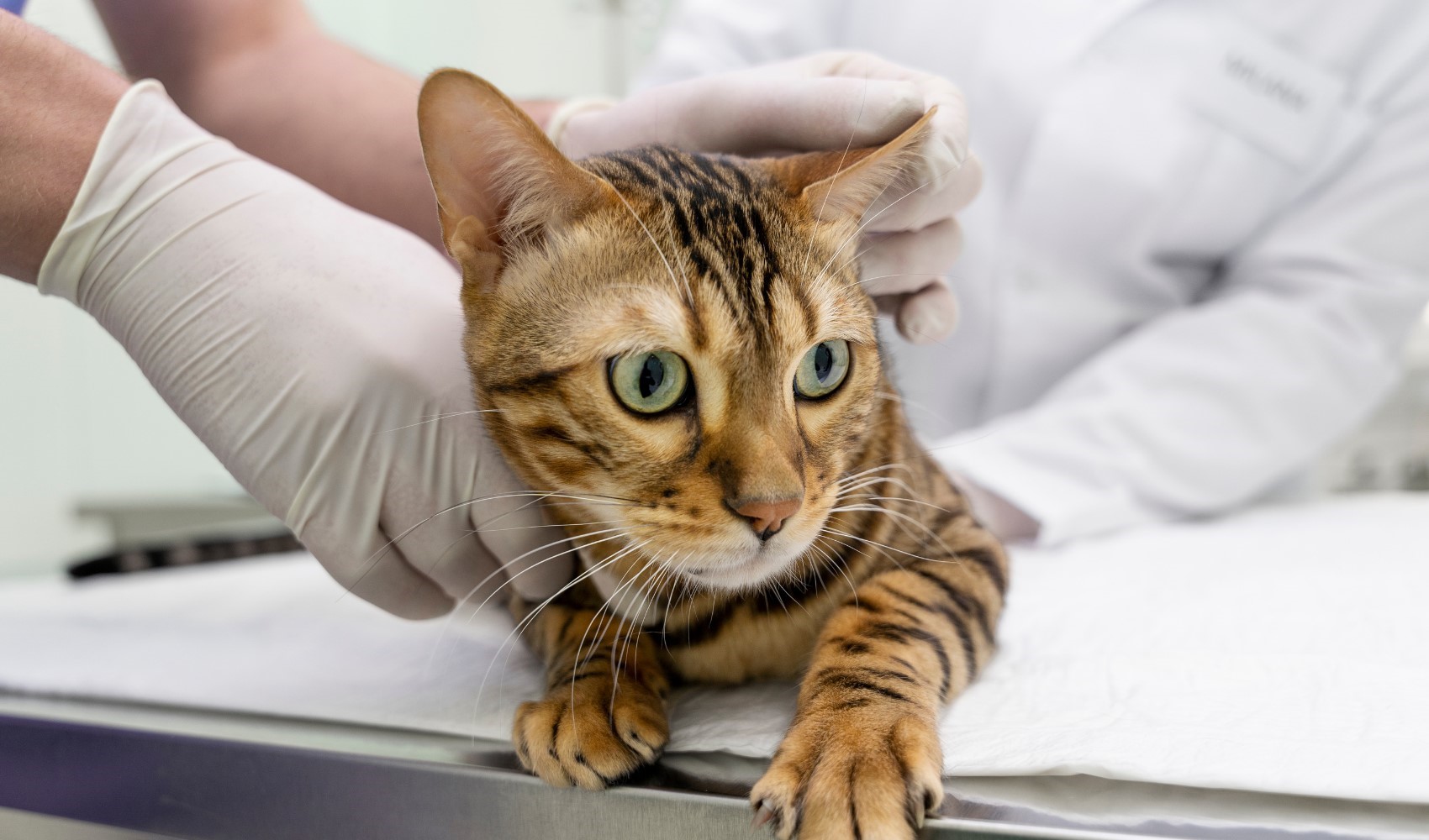 Veteriner hekim Uğur Selin Çelik'ten uyarı: Eğer kediniz sık sık kusuyorsa ve sindirim sorunu yaşıyorsa megakolon olabilir