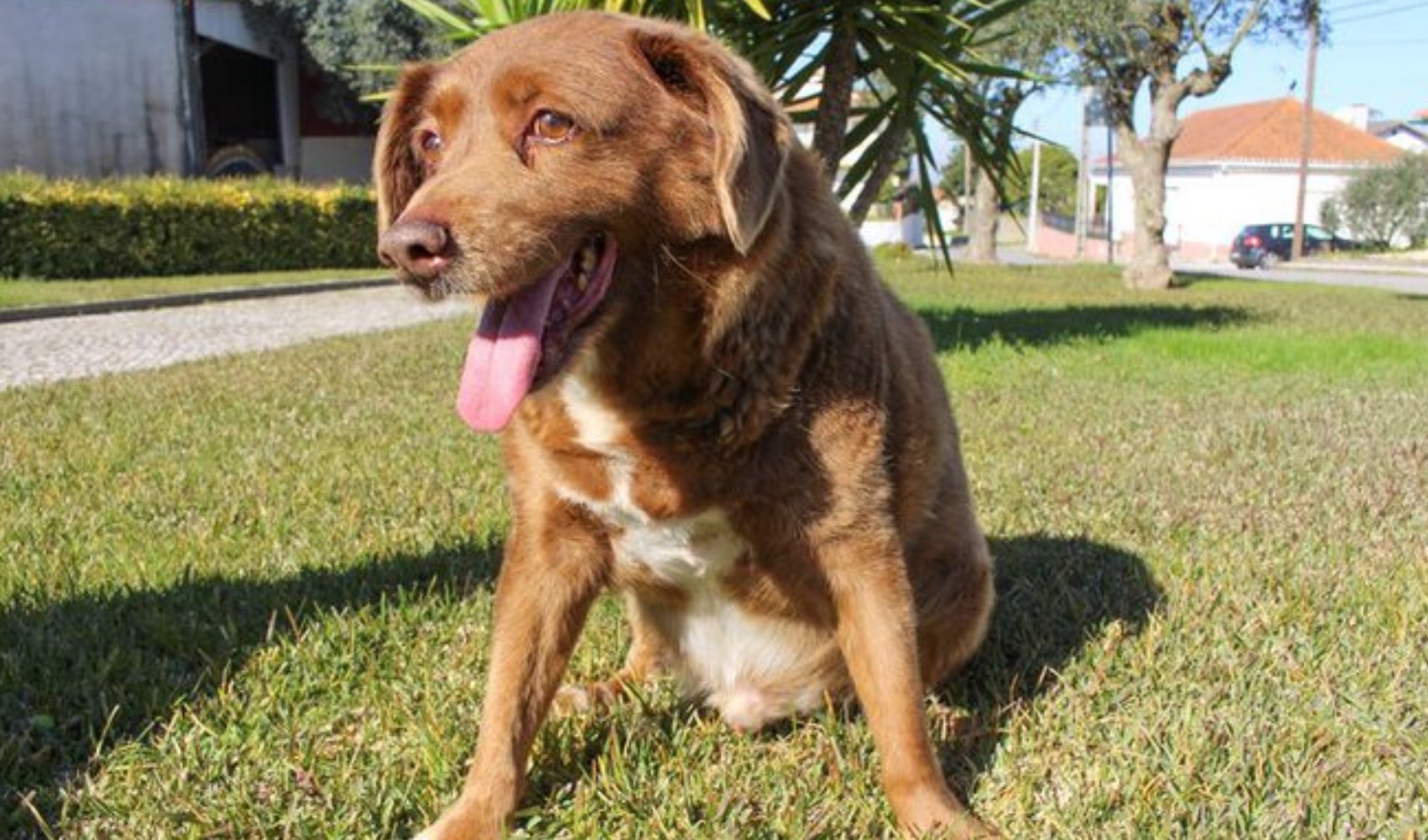 31 yaşında hayatını kaybetmişti: Dünyanın en yaşlı köpeği Bobi'nin unvanı geri alındı