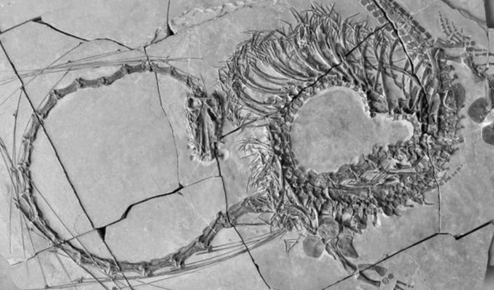 240 milyon yıllık ejderha fosili bulundu!
