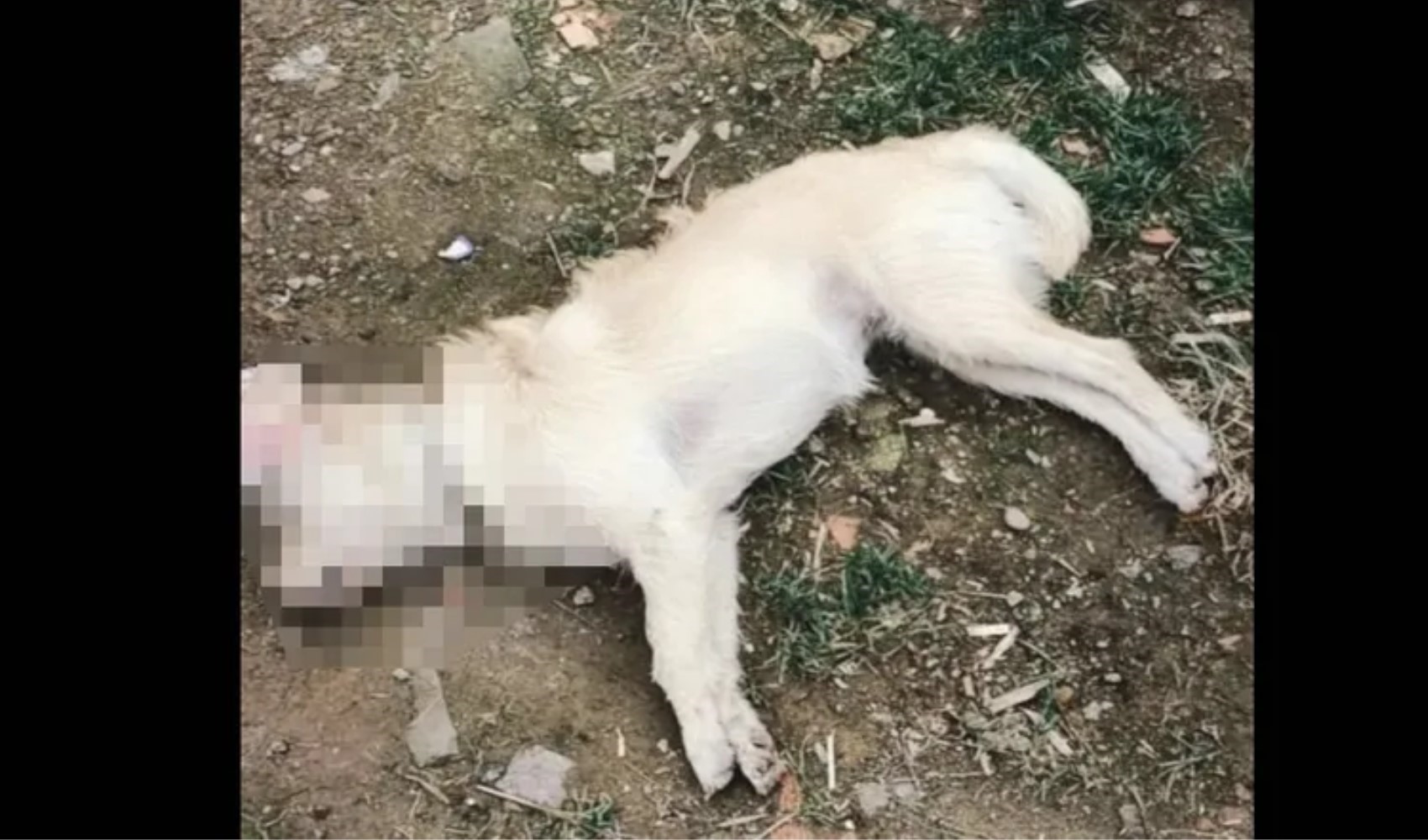 Gökçeada'da 14 köpek zehirlenerek katledildi
