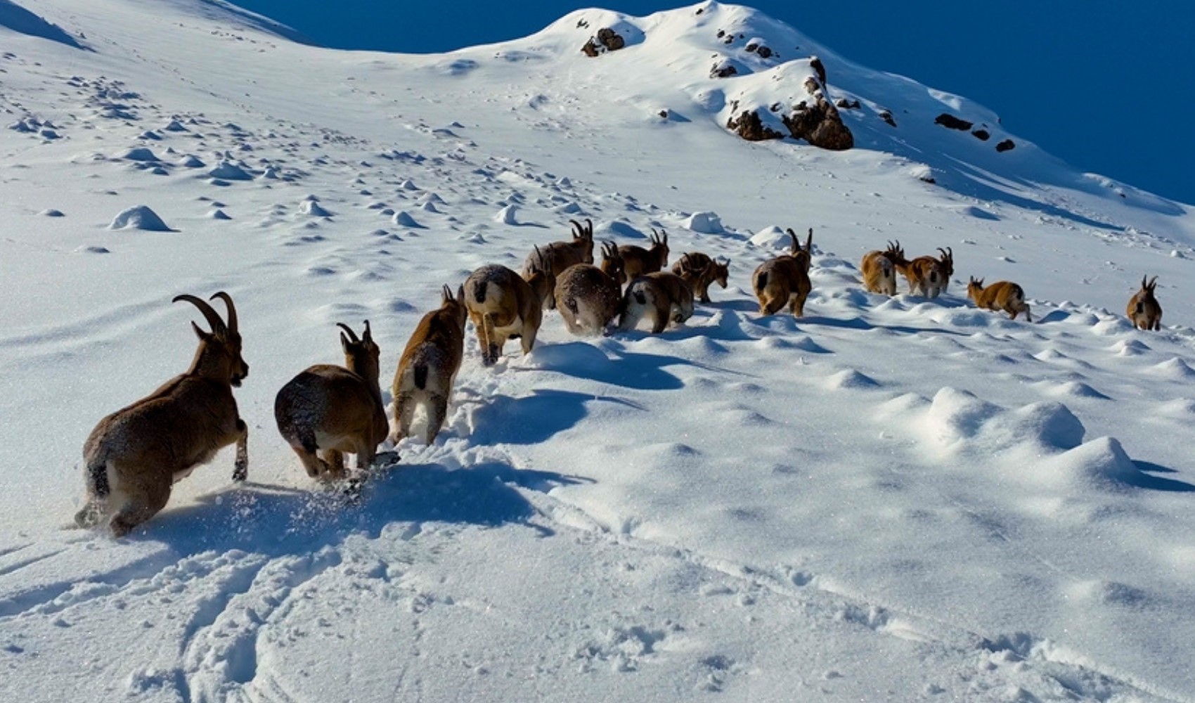 Çengel boynuzlu dağ ve yaban keçileri Erzincan'da görüntülendi