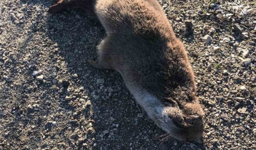 Nesli tükenmek üzere olan su samuruna Kastamonu'da araba çarptı: Hayatını kaybetti