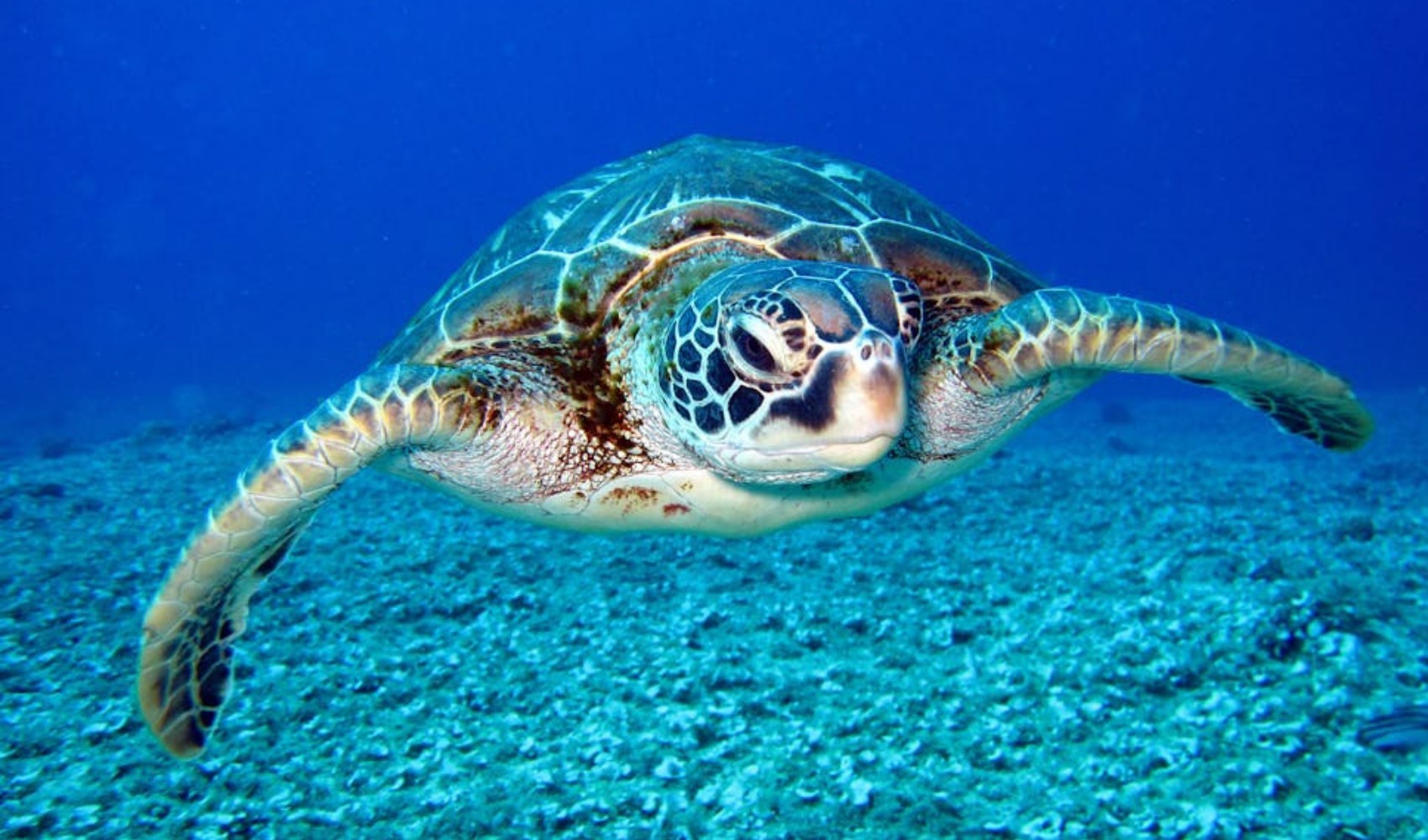 Tanzanya'da deniz kaplumbağası yiyen 9 kişi öldü