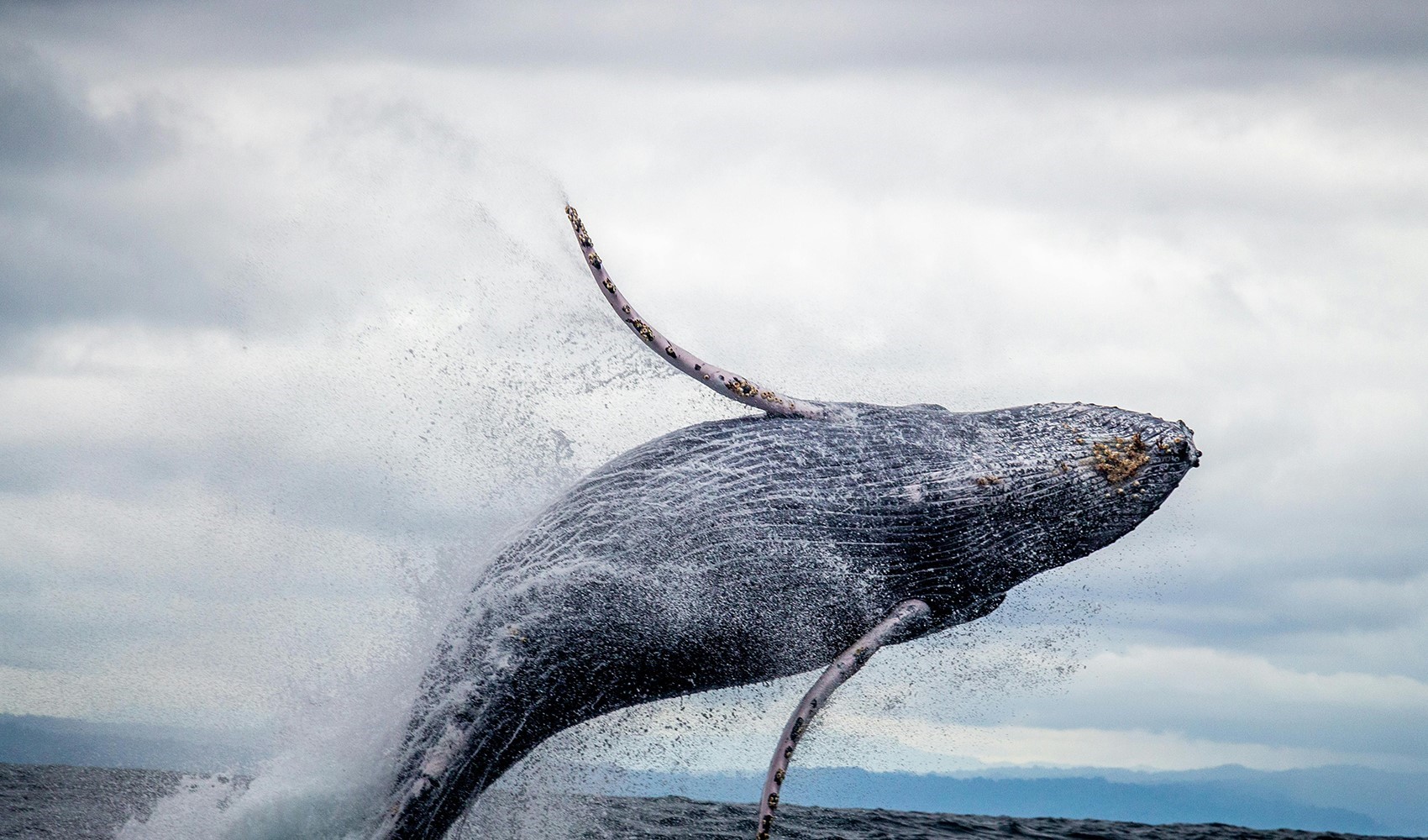 Menopoz balinalarda daha uzun yaşam sağlıyor!