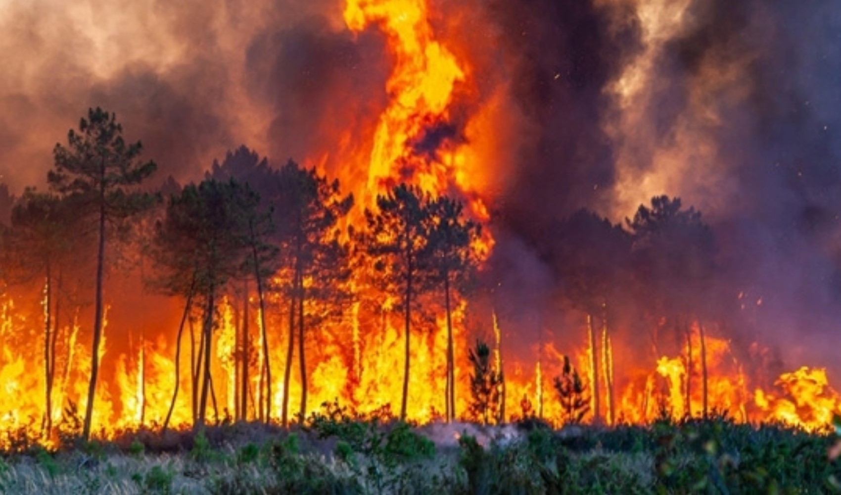 Çin’de orman yangını çıktı