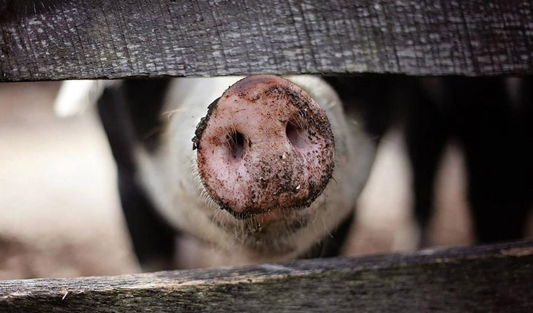 Genetiği değiştirilmiş domuz böbreği hastaya nakledildi