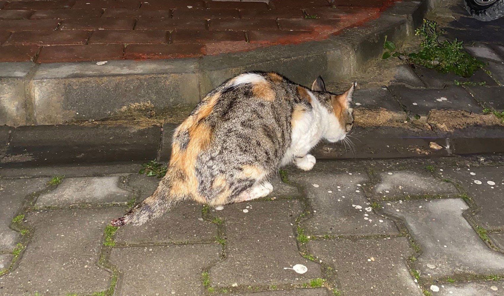 Tagliata la coda a una gatta madre, uccisi i suoi gattini