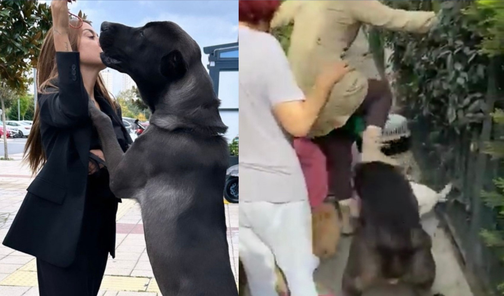 Il cane dell'influencer Banu Parlak scatena il panico: ucciso il cane del vicino