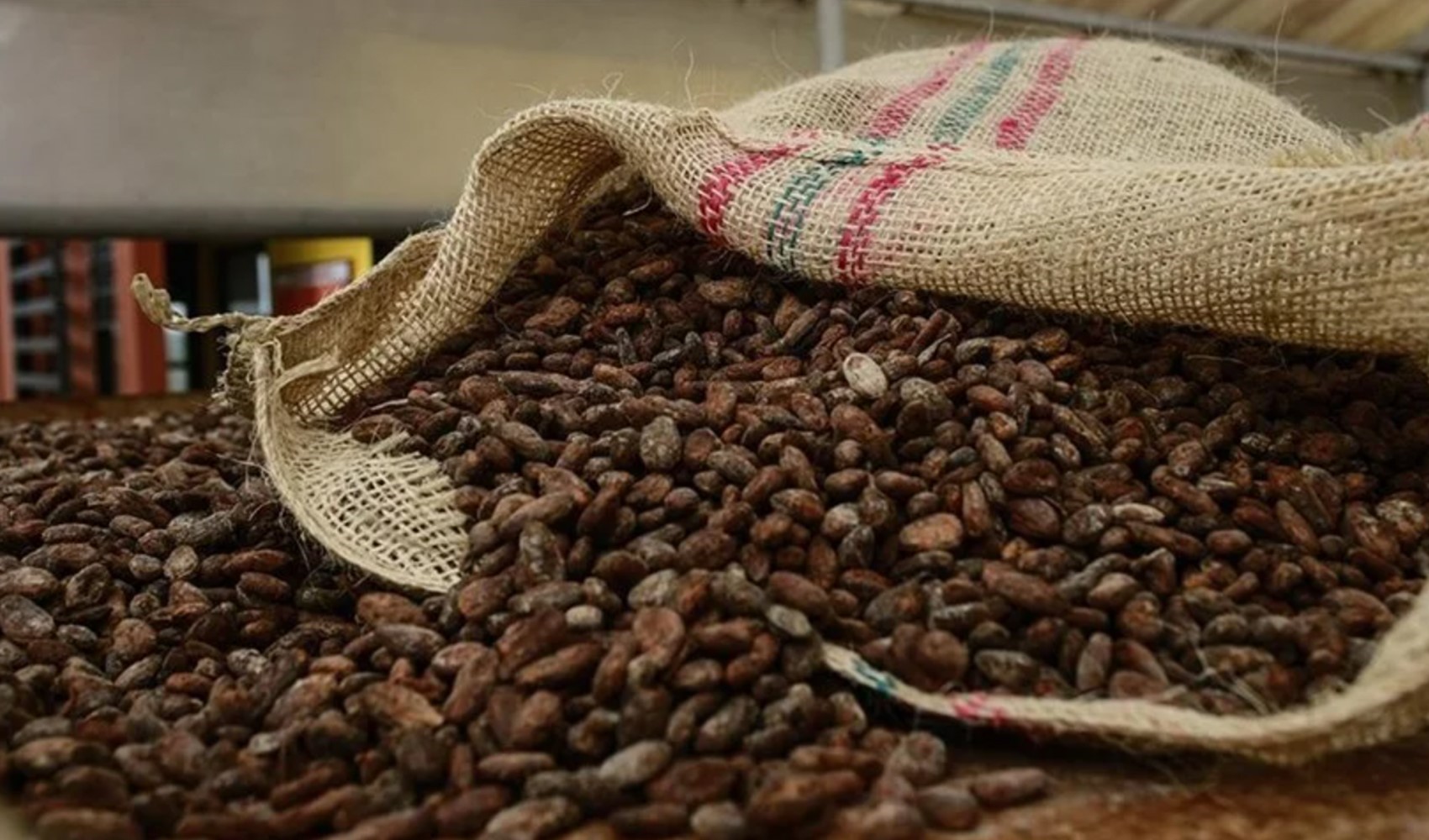 Kakao fiyatları 3 ayda iki katına çıktı