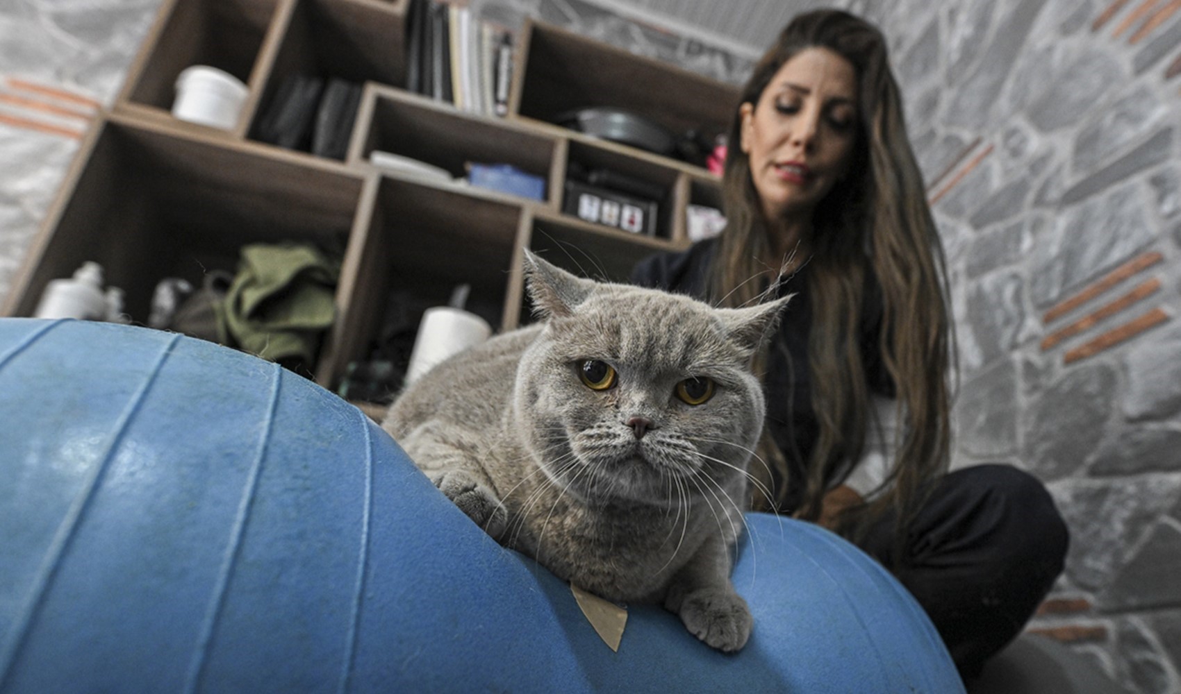 Fazla kilolu kedi Şiraz, pilates ve havuzda yüzerek kilo veriyor!