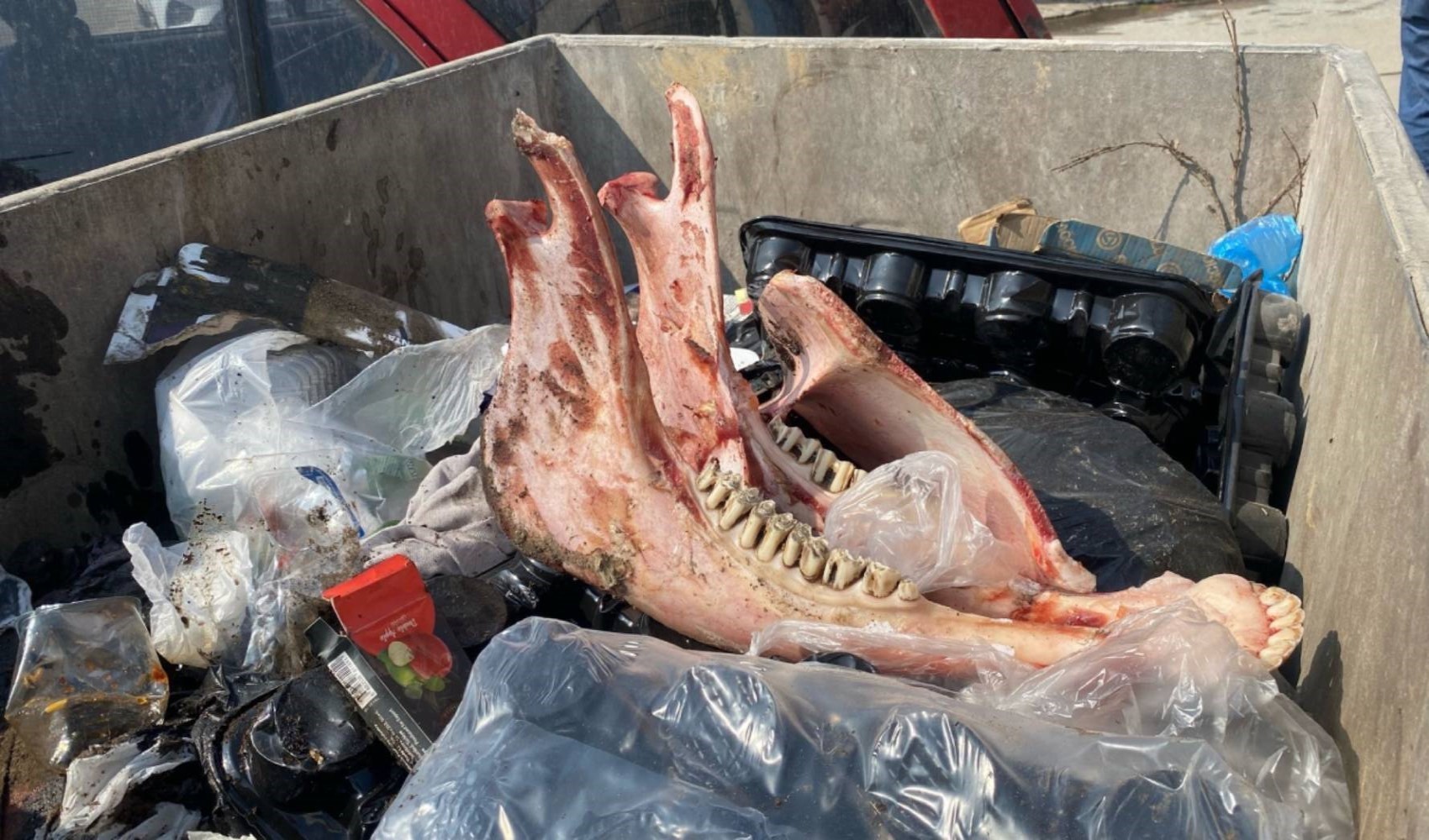 Çöp konteynerinde at eti ve kemikleri bulundu
