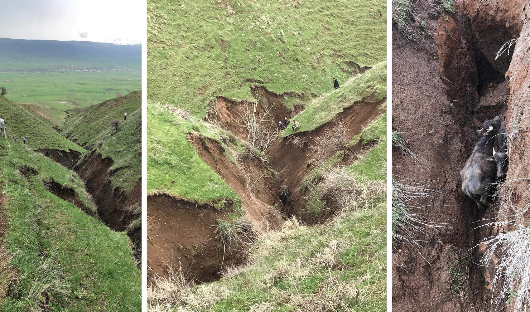 Güroymak’ta toprak kayması: Hayvanlar vadiye düştü