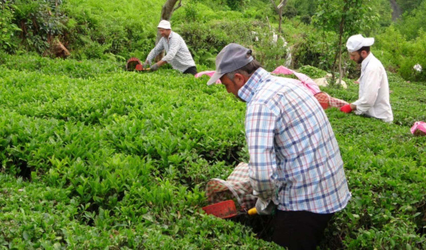 Rize Ticaret Borsası: 2,5 yaprak yaş çayın kilosu 70 lira