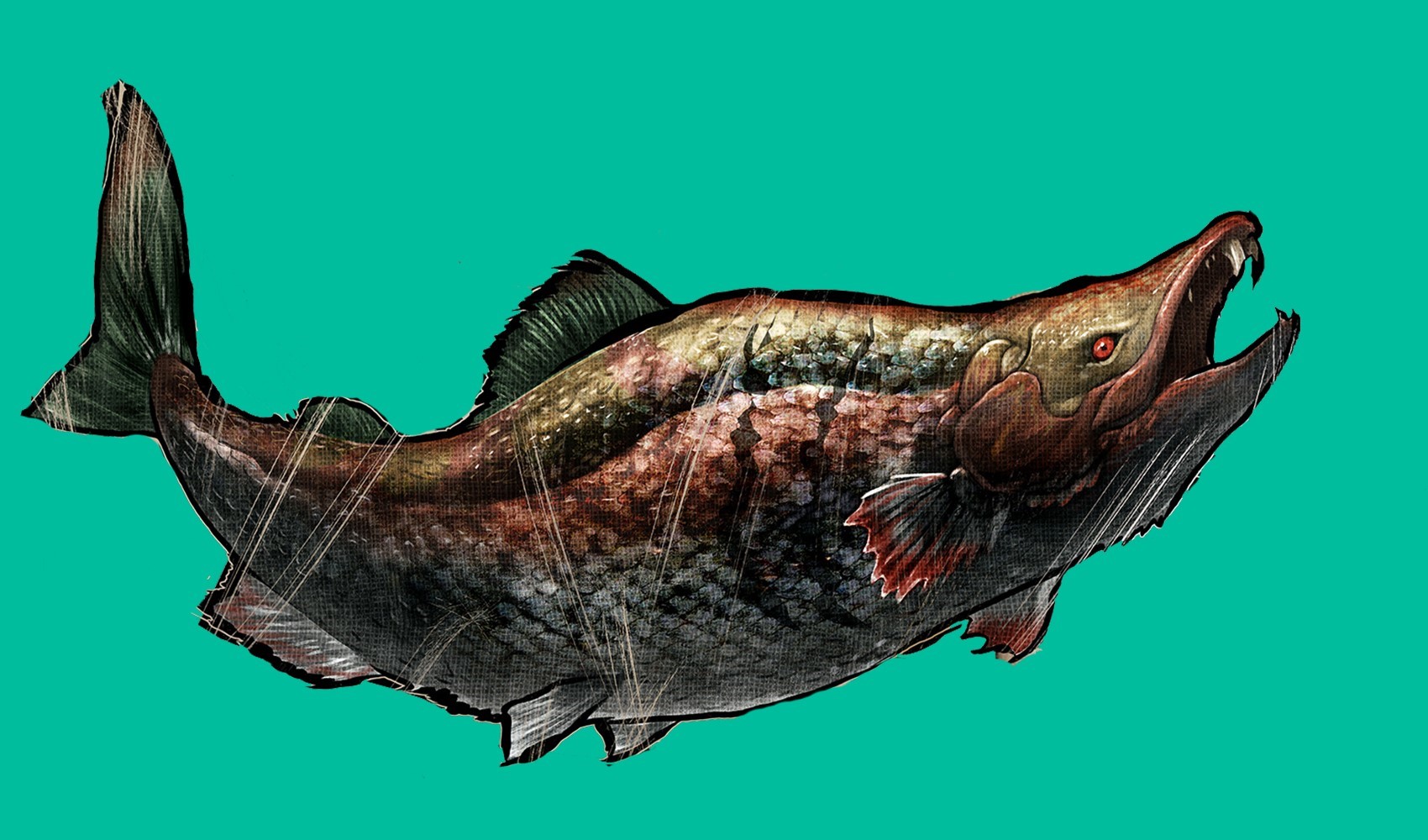 Nesli tükenmiş devasa somon balığının diş yapısının yaban domuzunun dişine benzediği tespit edildi