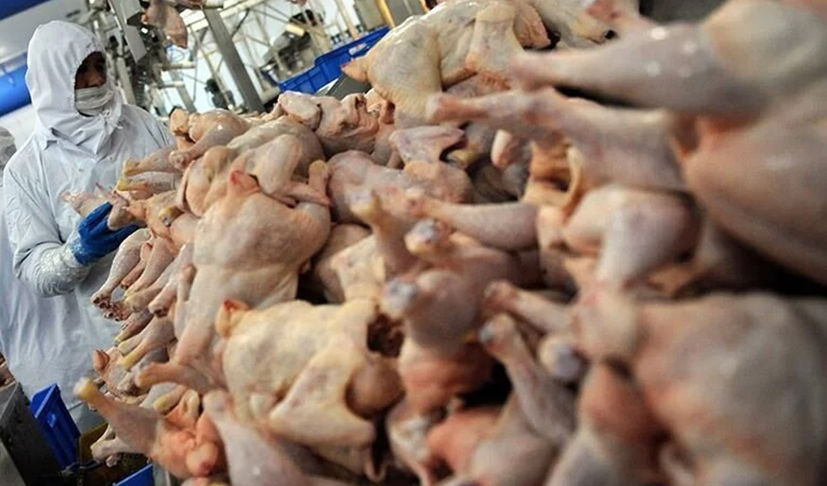 Bakanlık duyurdu: Tavuk eti ihracatına kısıtlama getirildi