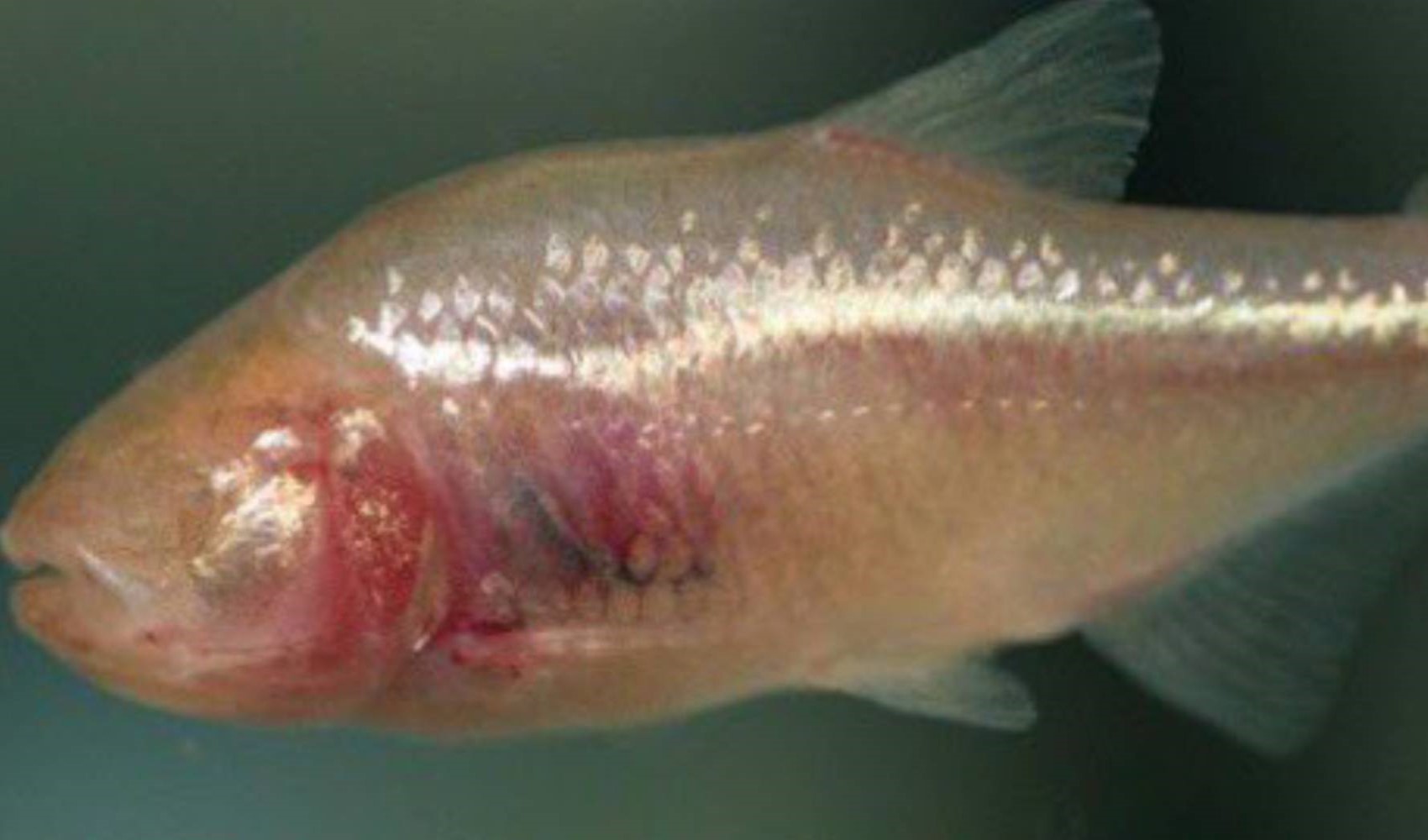 Çin'de yeni bir 'kör balık' türü bulundu