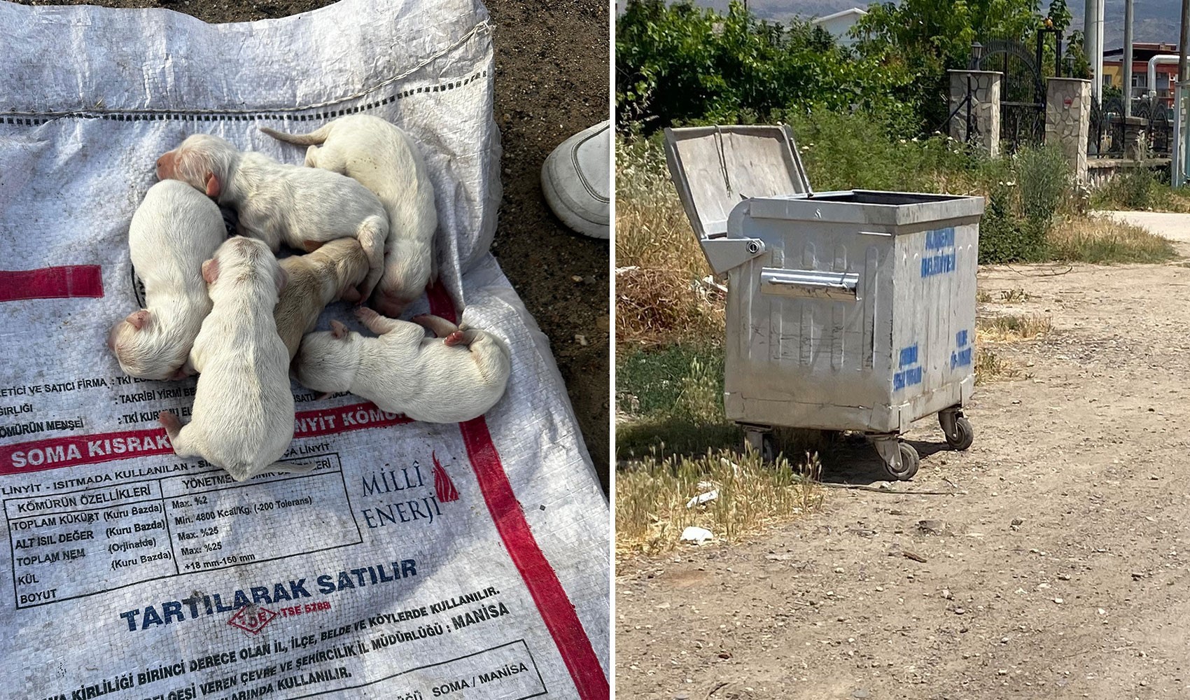 Yavru köpekleri çuvala koyup çöp konteynerinde ölüme terk etmişler!
