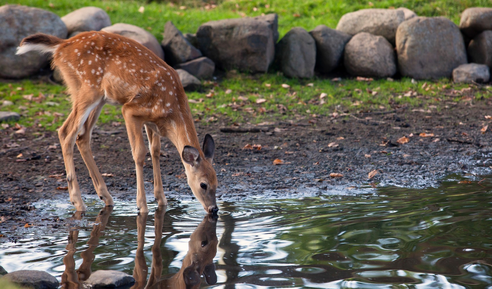 Salda Gölü çevresi kızıl geyiklerin yeni yuvası oluyor