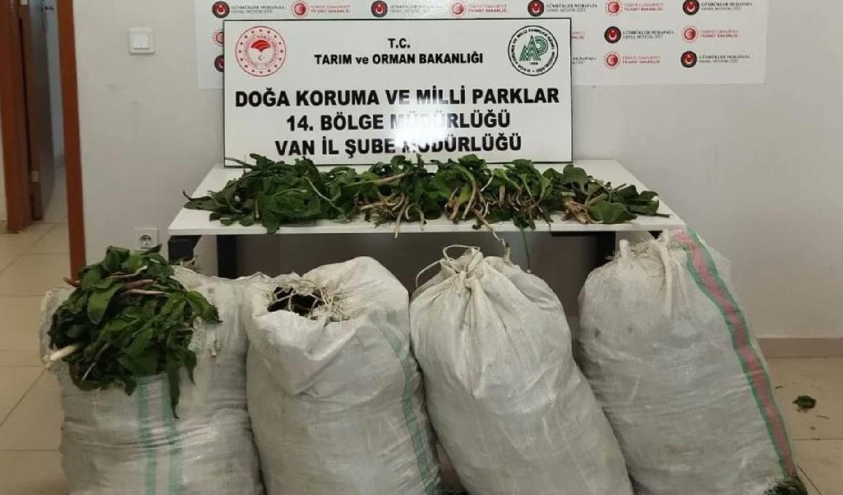 Yabancı uyruklu şahıs çuvallarca dev soğan bitkisini kaçırmaya çalıştı: 387 bin 141 lira ceza kesildi!