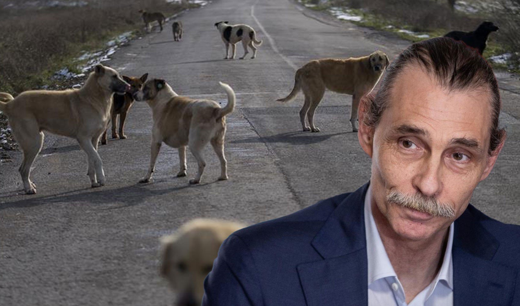 Erdal Beşikçioğlu'ndan sokak hayvanları düzenlemesine tepki: 'Öldüren değil, yaşatan yasa istiyoruz...'
