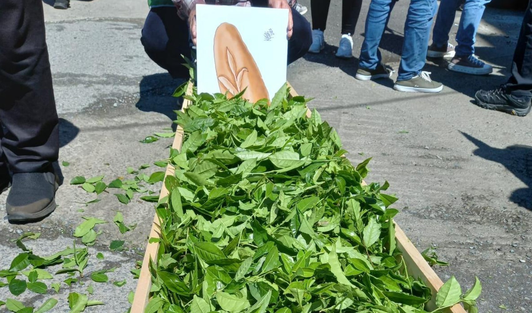Rize'de çay alım fiyatları tartışılıyor: 'Tabutlu' protesto gerçekleşti