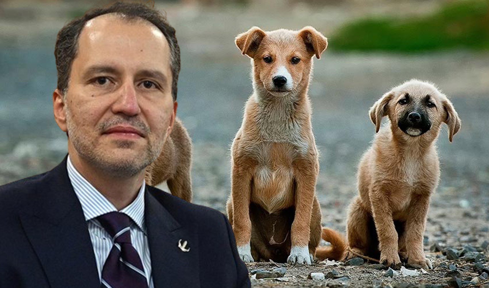 YRP lideri Fatih Erbakan'dan sokak hayvanları açıklaması: 'Doğru bir yaklaşım değil'