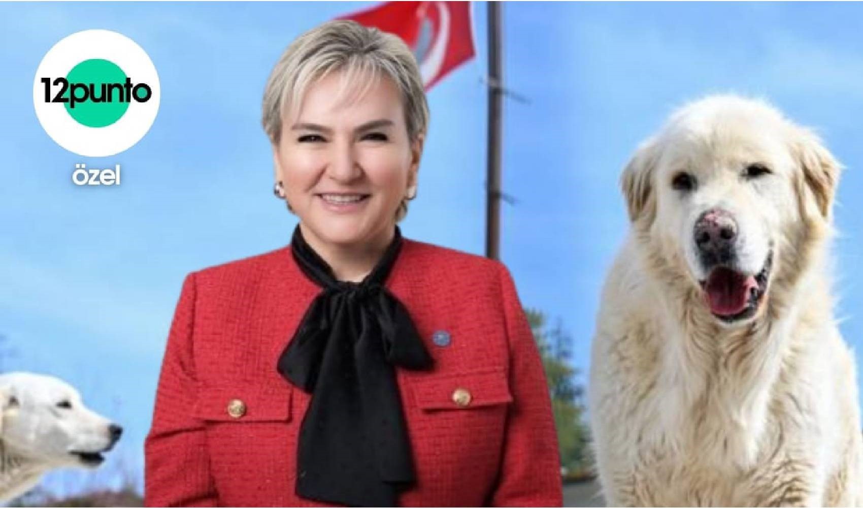 Sokaklarda yaşayan köpekler uyutulacak mı? İYİ Parti İstanbul Milletvekili Nimet Özdemir, 12punto'nun sorularını yanıtladı