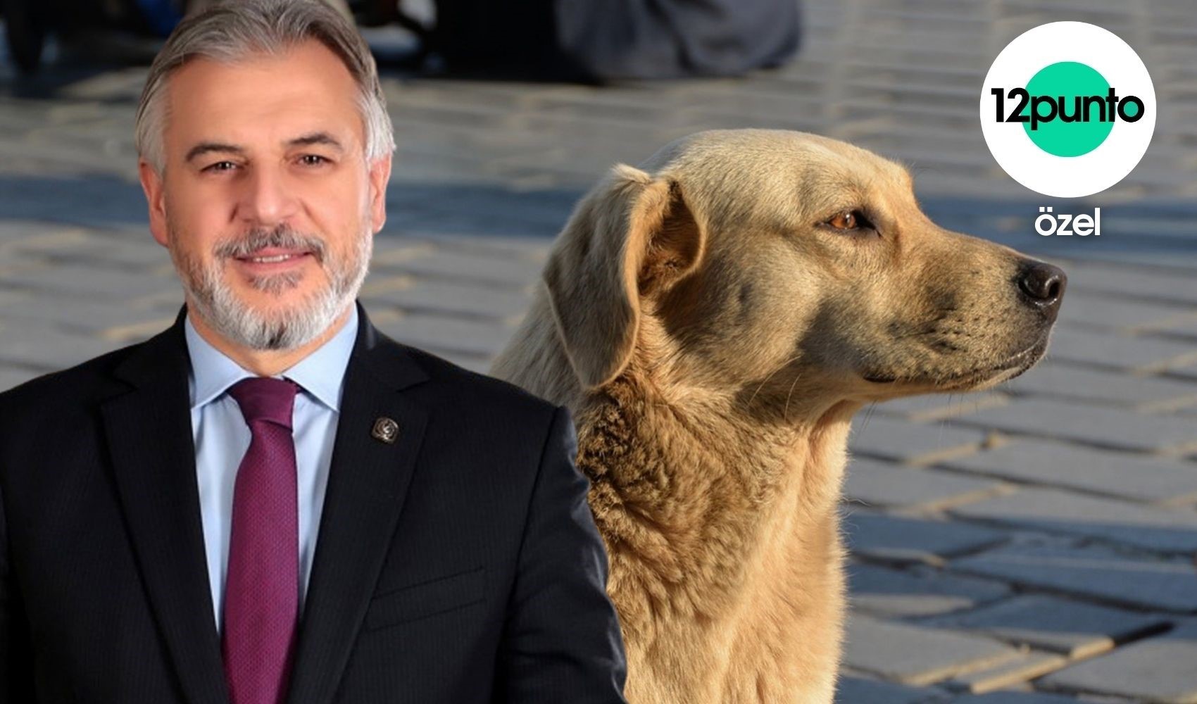 Sokaklarda yaşayan köpeklere ötenazi uygulanacak mı? Yeniden Refah Partisi Genel Başkan Yardımcısı Mehmet Altınöz, 12punto'nun sorularını yanıtladı