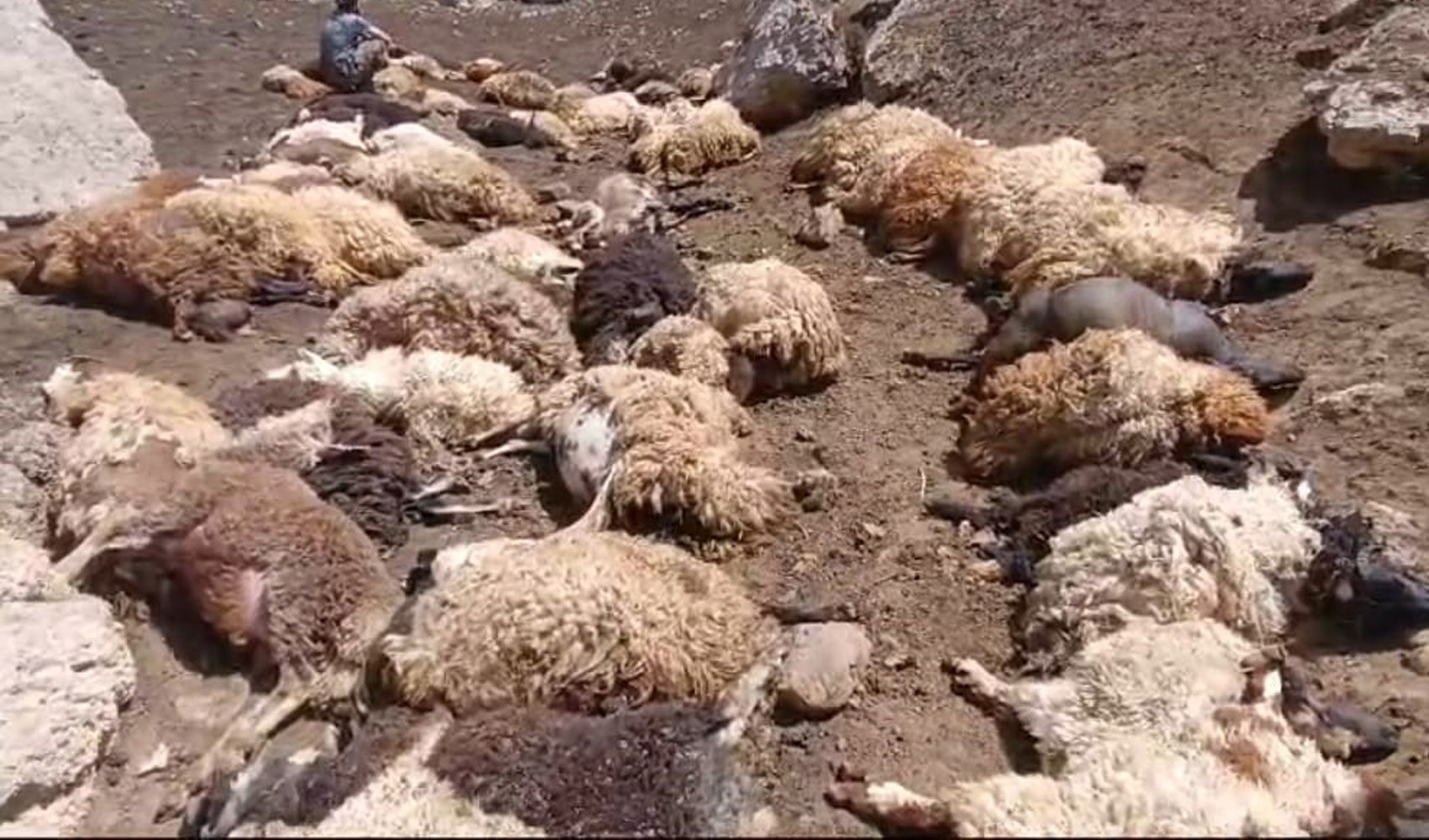 Başkale'de sürüye kurtlar saldırdı, 74 koyun telef oldu