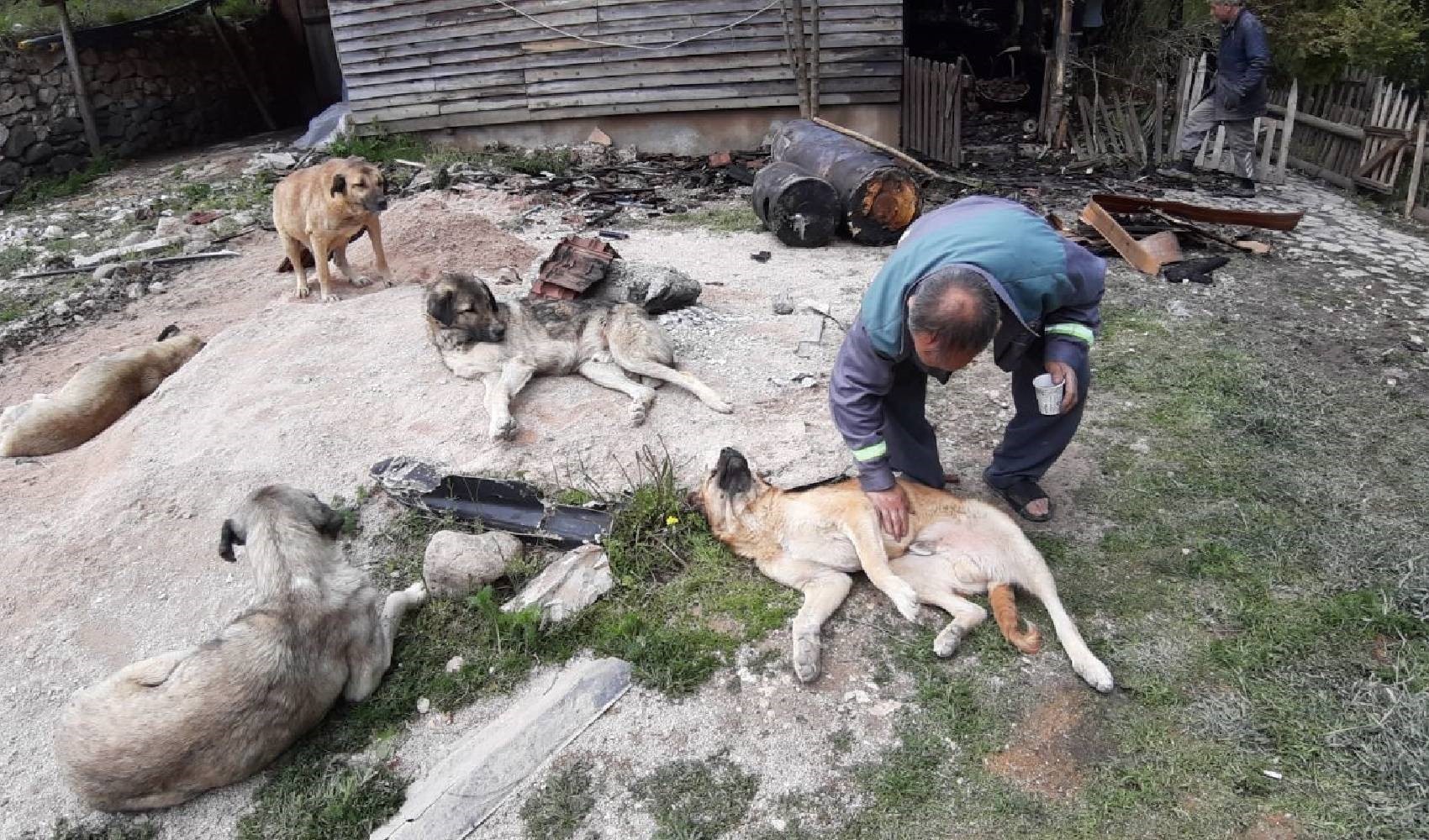 Dell'incendio restano solo 120 lire e 7 cani