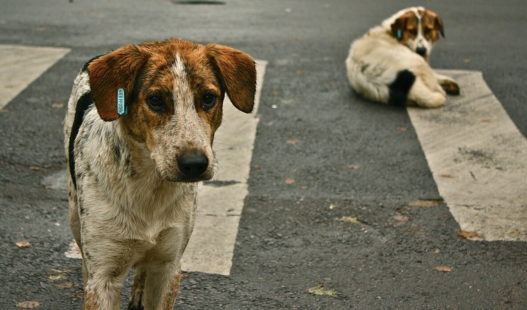 Tarım ve Orman Müdürlüğü'nden 'Ankara'ya getirilen hastalıklı köpekler' açıklaması