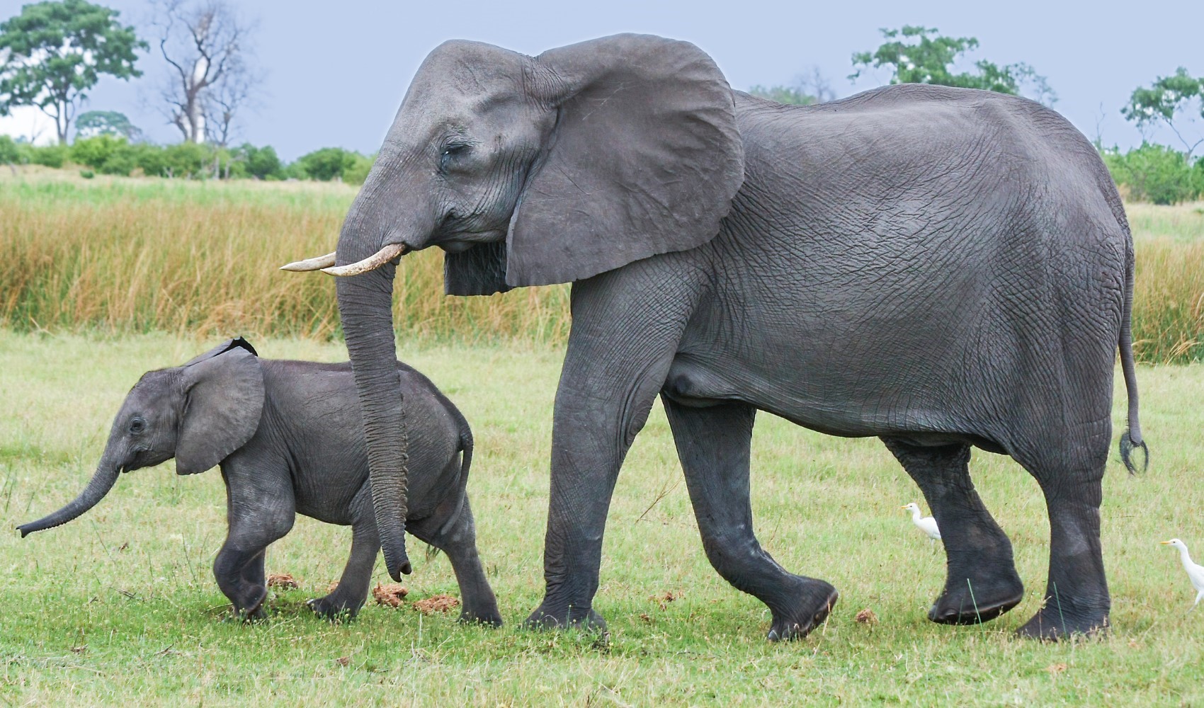 Bilim insanları açıkladı: Filler birbirlerine adlarıyla sesleniyorlar