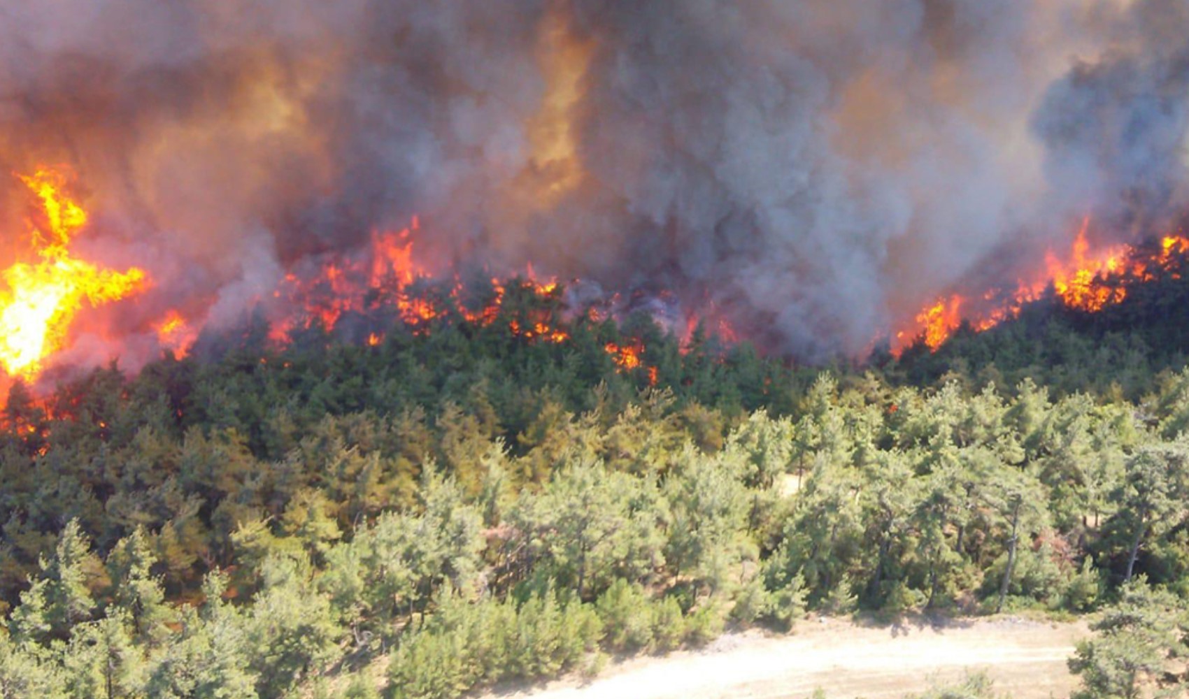Narlıdere'de orman yangını