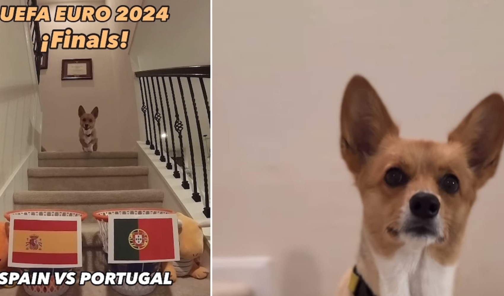 Şampiyonlar Ligi şampiyonunu doğru tahmin eden köpek Furry şimdi de Euro 2024 şampiyonunu tahmin etti