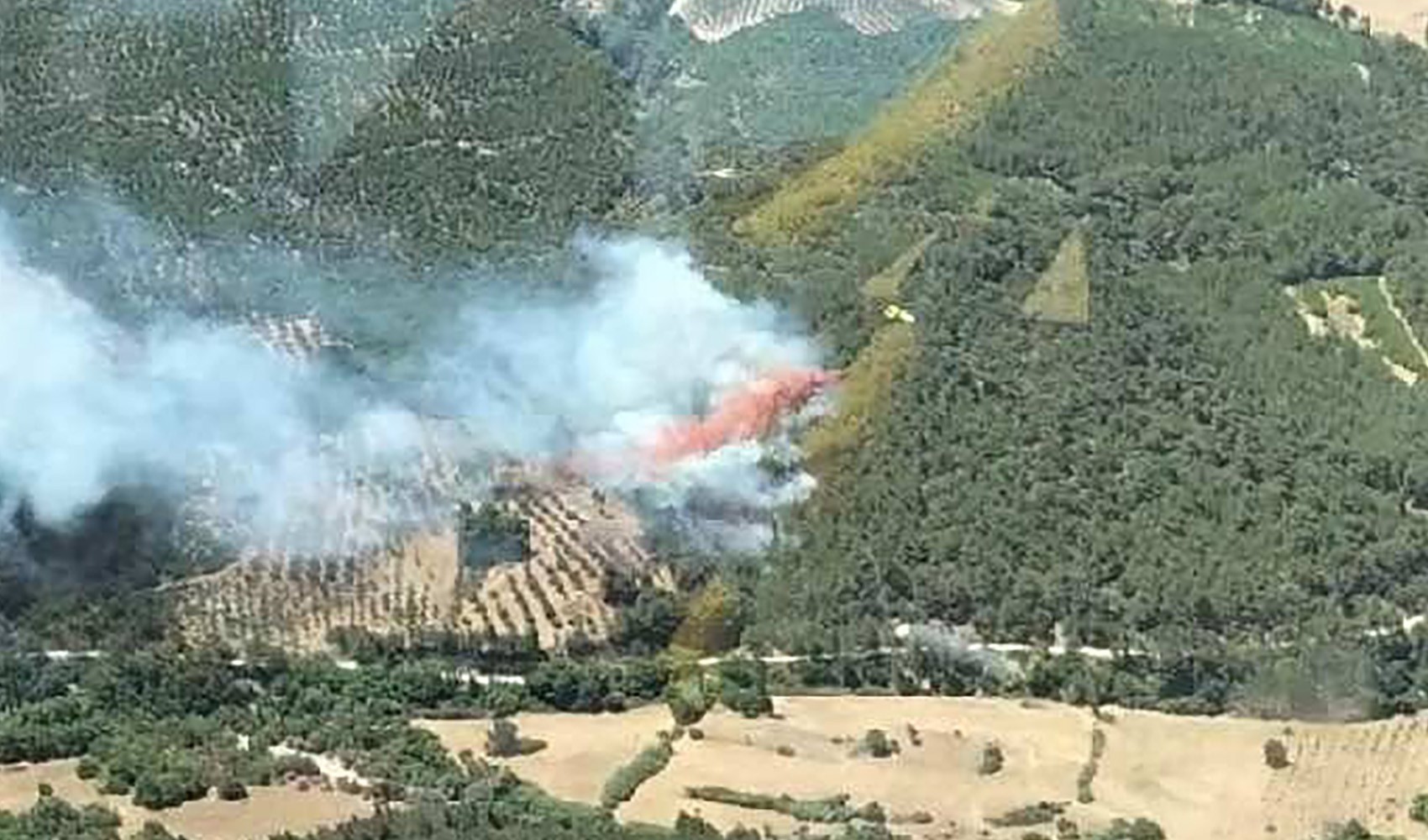 Bergama'da orman yangını çıktı