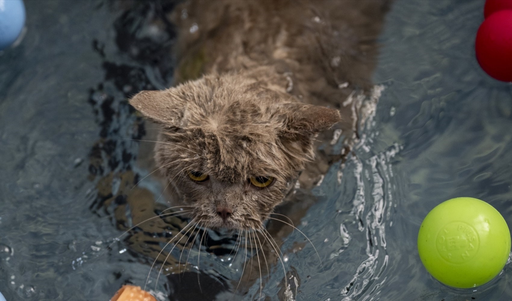 Sosyal medyanın gündemindeki kedi: Pilates ve yüzmeyle 6 kilo verdi