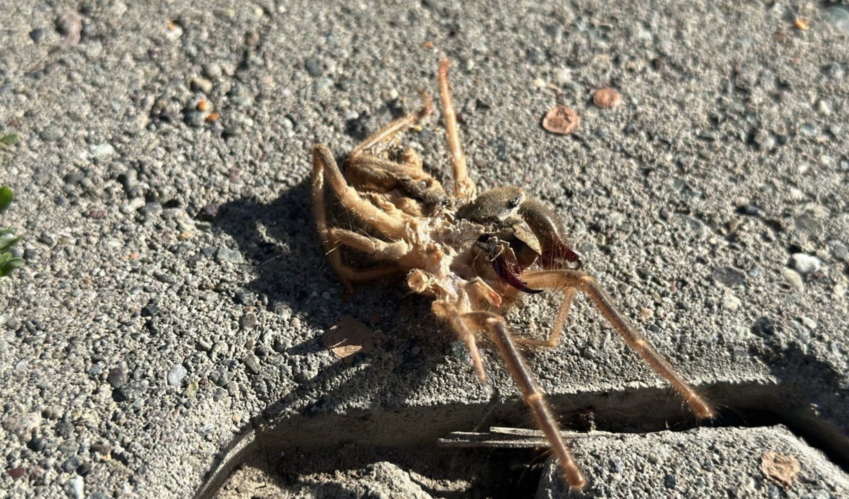 Niğde'de sakız örümceği endişesi: Uzmanlar uyarıyor