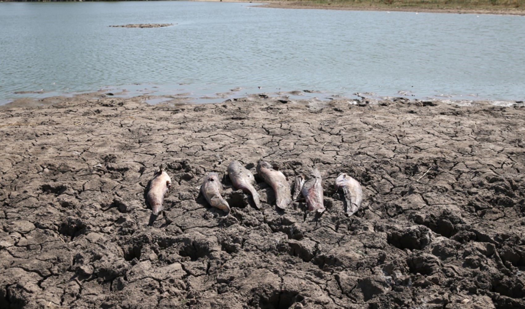 Sulama göletinde balık ölümleri: İnceleme başlatıldı