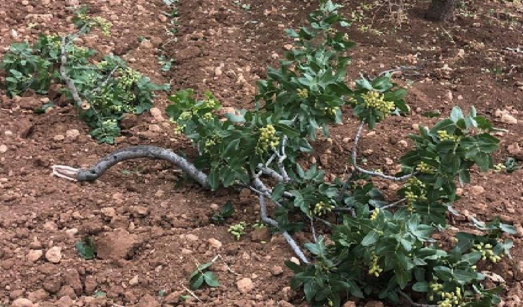 Fırtına Antep fıstığı ağaçlarına zarar verdi