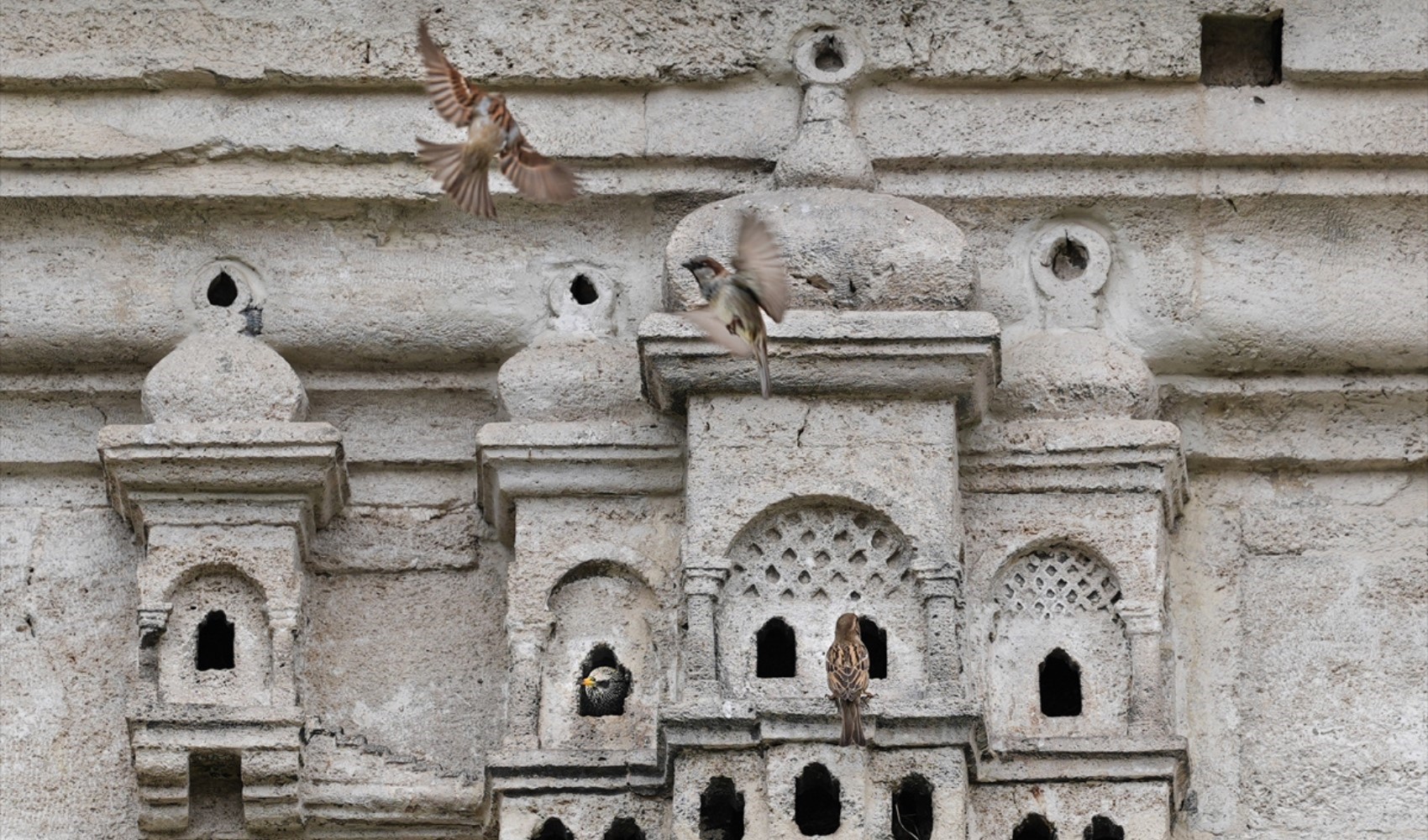 Osmanlı kuş sarayları beş asırdır birçok kuş türüne ev sahipliği yapıyor