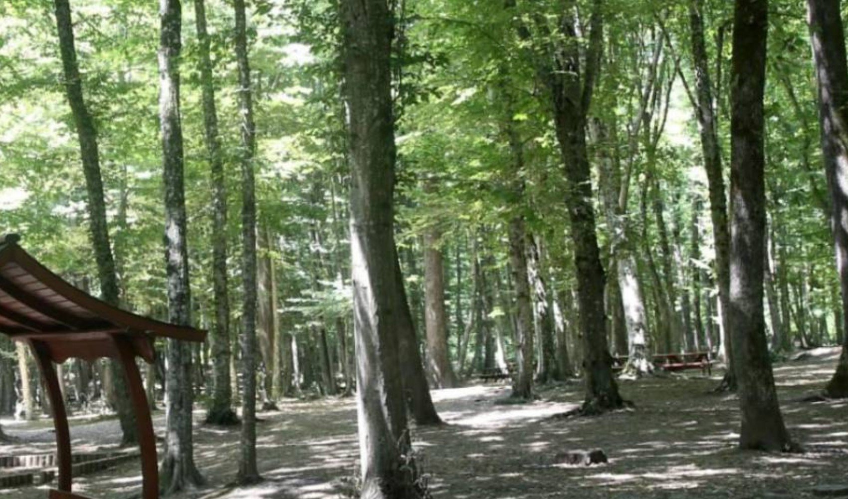Konya’da 30 Eylül'e kadar ormanlık alanlara giriş yasaklandı