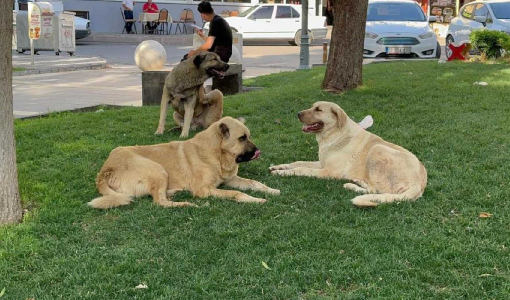 Şanlıurfa'da kuduz paniği: Bir mahalle karantinaya alındı