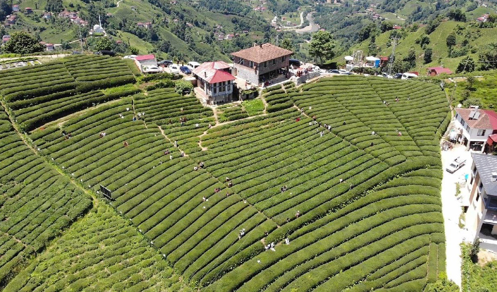 Fazla çay toplandı, ÇAYKUR kontenjanı düşürdü