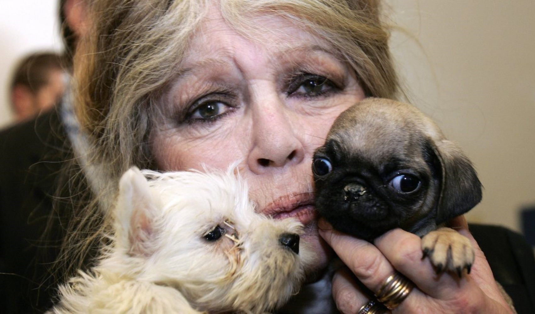 Lettera di una celebre attrice francese a Erdoğan sugli animali randagi