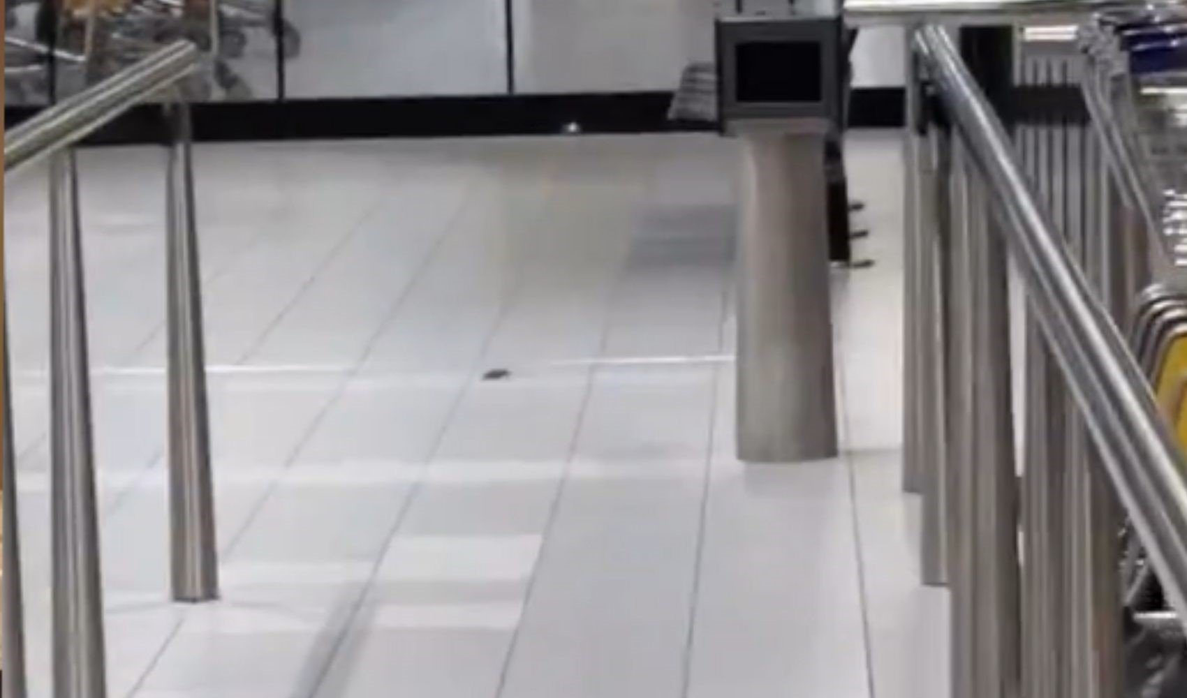 Havalimanında fareler cirit atıyor