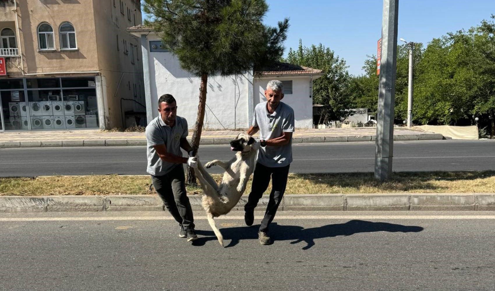 DEM'li belediye sokak köpeklerini toplamıştı: Özür açıklaması geldi