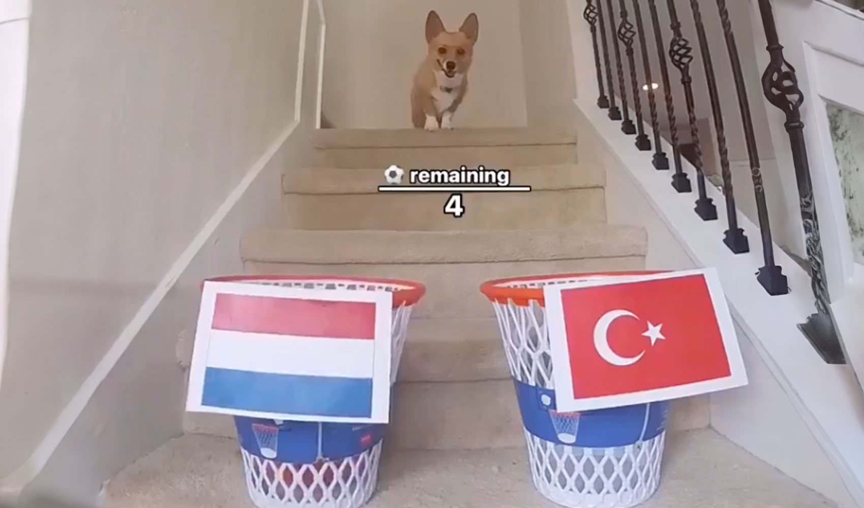 Kahin köpek Furry'den Hollanda-Türkiye maçı tahmini